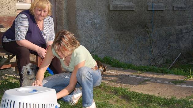 Fenku Kony a tři kočky se Dagmar Kubištové za podpory sousedky Anny Öhmové podařilou domku na Nové Vsi odchytit. Vyděšený Žeryk, ale zatím zůstal na svovodě.