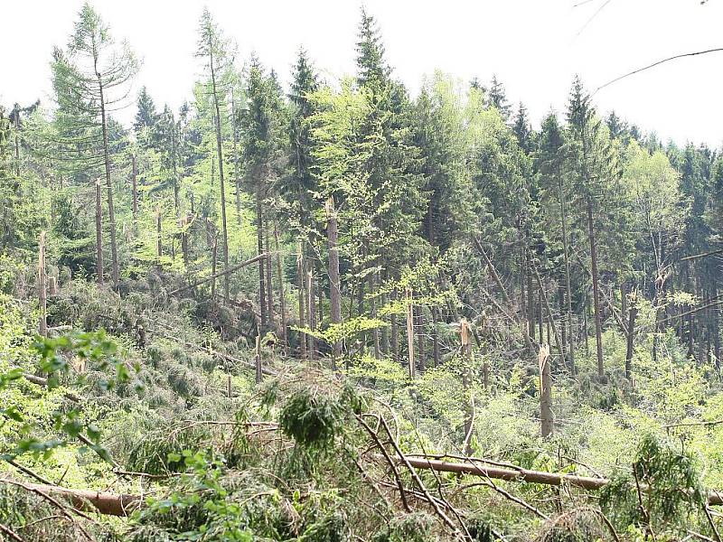 Řádění vichřice nejvíce odnesla oblast mezi Horní Světlou a Novou Hutí. V pásmu širokém čtyři stovky metrů a dlouhém téměř tři kilometry smetl vichr každý strom, pouze ojediněle trčí k nebi zpřelámané pahýly.