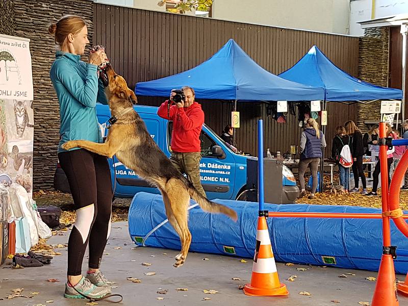 K tradičním podzimním akcím patří soutěž Jablonecký voříšek, kterou pořádá útulek Dášenka v Lučanech. 19. ročník se konal na Letní scéně jabloneckého Eurocentra.