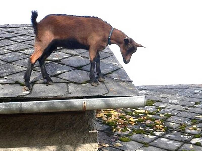 Koza na střeše. Nejde o vtípek, ale snímek z Loštic.