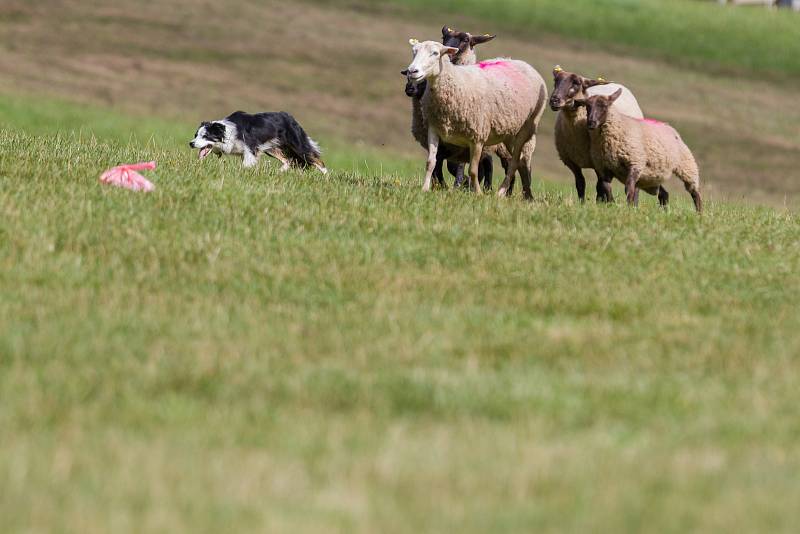 Mistrovství republiky v pasení ovčáckými psy pokračovalo 20. srpna v obci Rakousy na Semilsku. Se stádem ovcí se soutěžilo v kategoriích přehánění stáda nebo jeho rozdělení, oddělení ovce od stáda nebo nahnání stáda do ohrady.