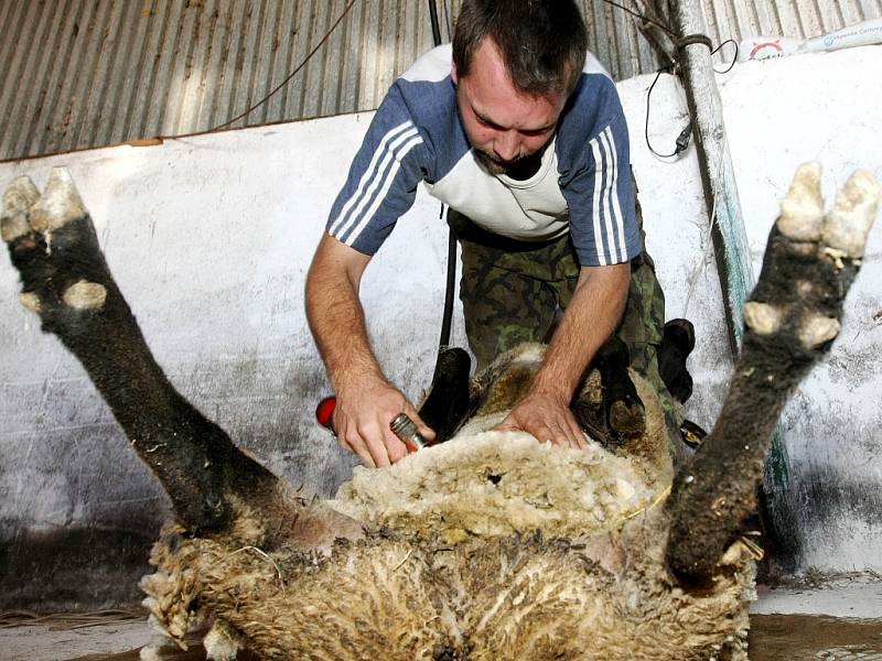 Na Kozí farmě v Pěnčíně na Jablonecku předváděli kování koní, pasení a stříhání ovcí, také proběhla aukce beranů. Stříhání ovcí plemene Suffolk.