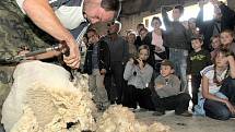 Na Kozí farmě v Pěnčíně na Jablonecku předváděli kování koní, pasení a stříhání ovcí, také proběhla aukce beranů. Stříhání ovcí plemene Suffolk.