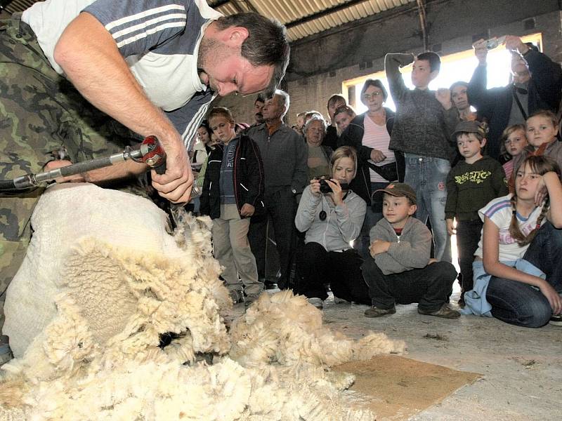 Na Kozí farmě v Pěnčíně na Jablonecku předváděli kování koní, pasení a stříhání ovcí, také proběhla aukce beranů. Stříhání ovcí plemene Suffolk.