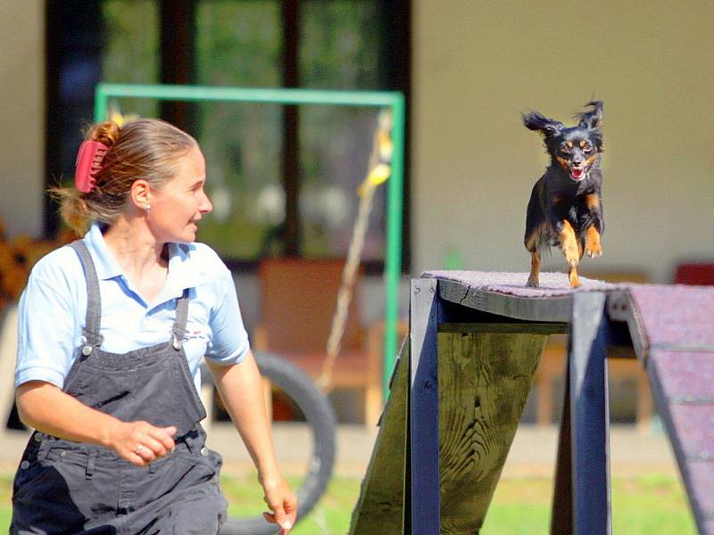 Takzvaný agility tábor pro všechny věkové kategorie probíhá už druhým týdnem v kynologickém středisku ve Smržovce. Účastní se ho zhruba dvacítka týmů, které každý den trénují. Závěrem výcvikového tábora budou v sobotu oficiální agility závody. 