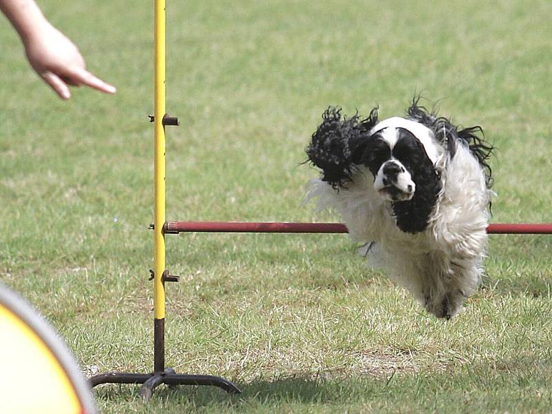 Takzvaný agility tábor pro všechny věkové kategorie probíhá už druhým týdnem v kynologickém středisku ve Smržovce. Účastní se ho zhruba dvacítka týmů, které každý den trénují. Závěrem výcvikového tábora budou v sobotu oficiální agility závody. 