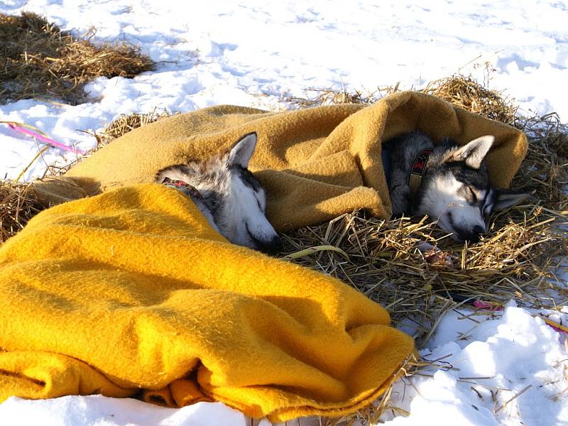 Fotostřípky z extrémního závodu v norské Altě, ve kterém musherka Jana Henychová ujela 1060 kilometrů. 