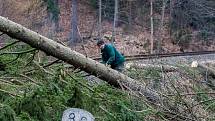 Kácení dřevin podél železniční trati 035 Železný Brod - Tanvald na snímku z 27. března. Cestující musí počítat s výlukami vlaků až do 29. března.