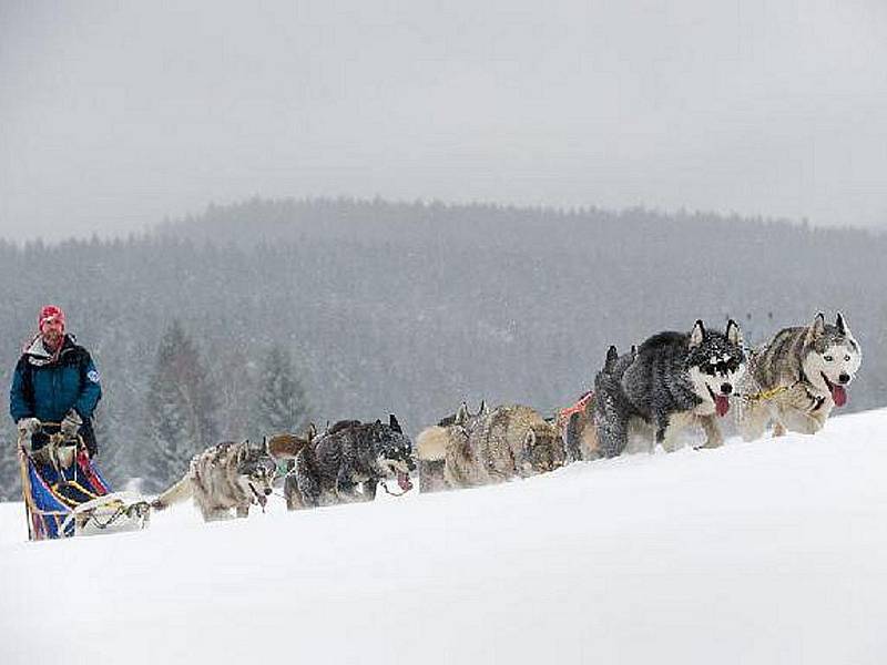 Zimní trénink Jany Henychové před odjezdem na závody psích spřežení Femundløpet, které se pojedou v Norsku na začátku února 2011. Je to závod na 600 kilometrů.