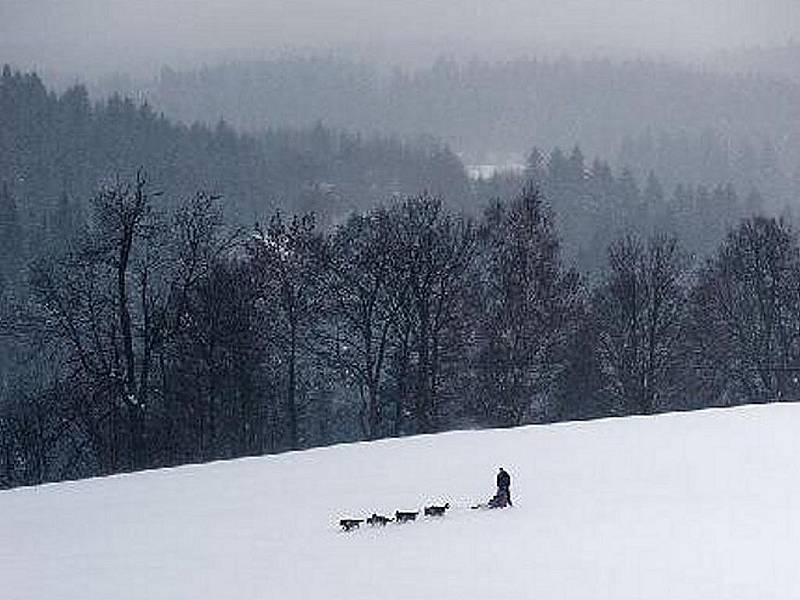 Zimní trénink Jany Henychové před odjezdem na závody psích spřežení Femundløpet, které se pojedou v Norsku na začátku února 2011. Je to závod na 600 kilometrů.
