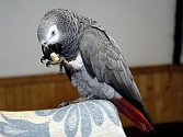 Papoušek Žako. Ilustrační snímek. 