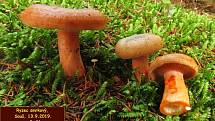 Petr Hampl není mykolog, ale lepší houbař, jak sám říká. Vášeň pro houbaření získal od dědečka už v dětství a vydržela mu dodnes.