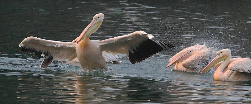 Liberecká ZOO v pondělí vypustila  pět párů pelikánů na rybníček, kteří v tomto přírodním prostředí zůstanou přes celé léto.