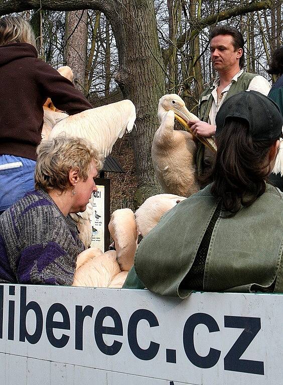 Liberecká ZOO v pondělí vypustila  pět párů pelikánů na rybníček, kteří v tomto přírodním prostředí zůstanou přes celé léto.