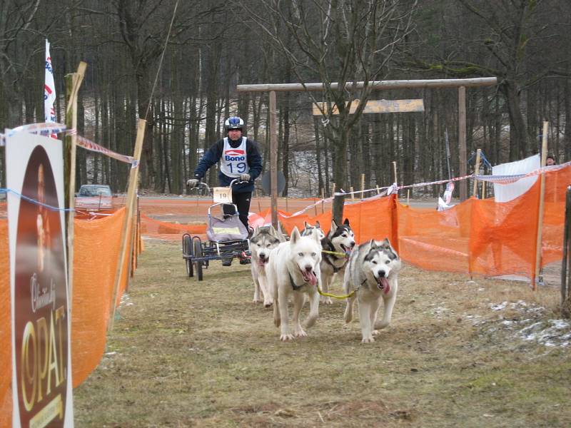 Spřežení pod vedením Richarda Burdy v cíli 2. kola.