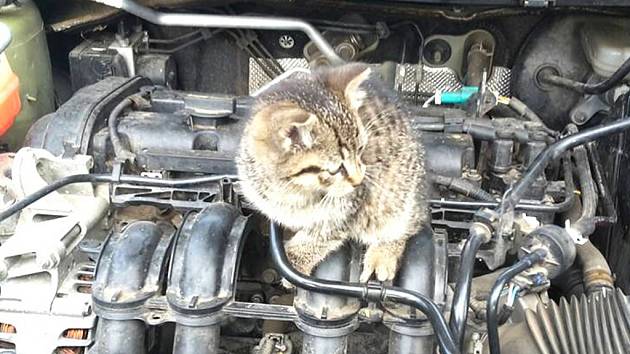 Kotě ze Mšena mělo štěstí, řidič slyšel jeho mňoukání.
