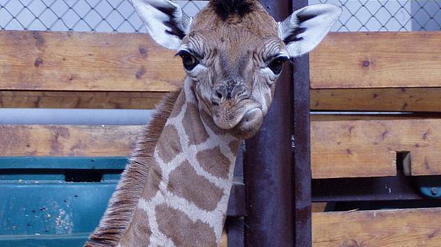 ZOO Dvůr Králové.