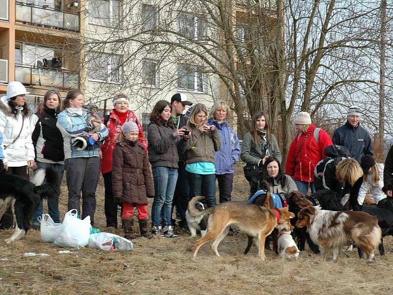 Nedělní sraz pejskařů na Dolině byl tematický, zaměřený na vzorné pejskaře, kteří mají svého pejska nekonfliktního, označeného psí známkou a vzorně sbírající po svém pejskovi hovínka,