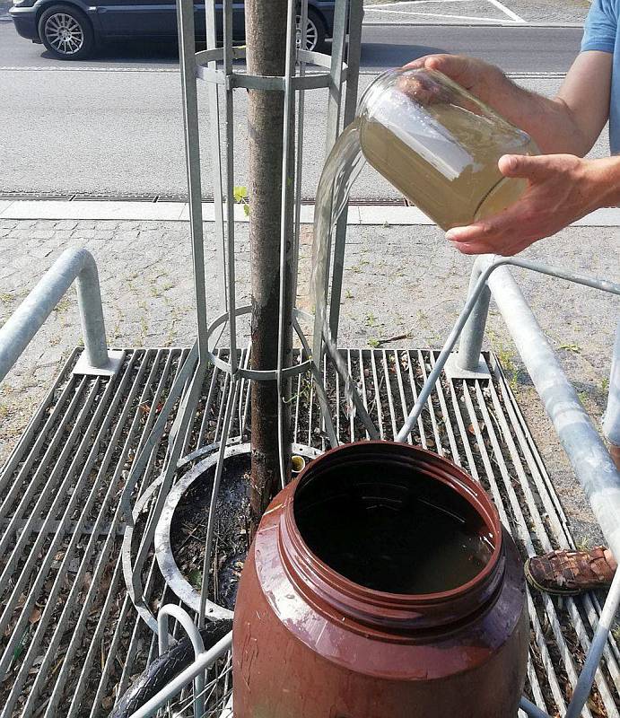 Jan F. Medvin a dobrovolníci zalévají mladé lípy na bulváru 5. května v Jablonci.