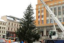 V Jablonci vztyčili vánoční strom.