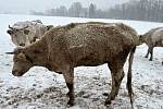 Krávy chovatele z Jablonecka byly ve zbídačeném stavu.