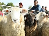 Na Kozí farmě chovají i ovce