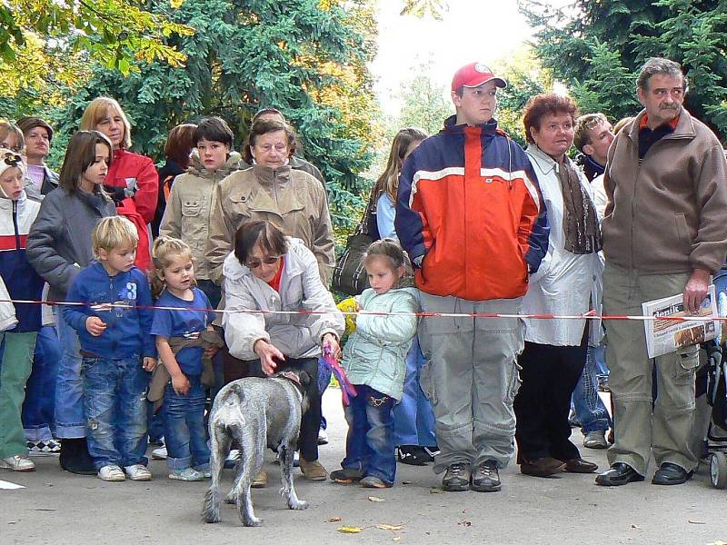 Klání se zúčastnilo 36 psů. Po promenádě jednotlivé majitele vyzpovídal Zdeněk Srstka v roli moderátora akce. Někteří účastníci předvedli i řadu dovedností svých psů. Vedle klasických povelů, nechyběl tanec, válení sudů či štěkání a vytí na povel. 