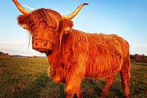Skotský náhorní skot neboli Highland Cattle na farmě Vojtěška v Klíčnově, části Pulečného