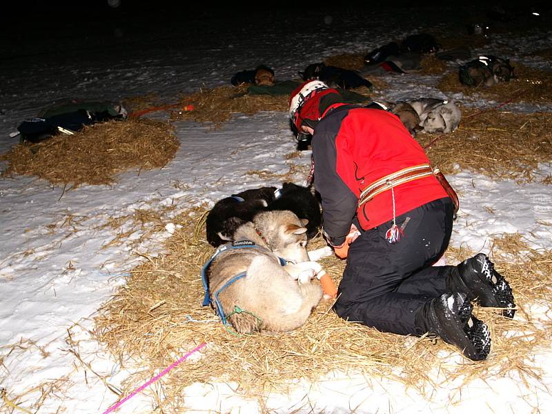 Jana Henychová z Horního Maxova se svou smečkou huskies dosáhla cíle extrémního závodu Finnmarksløpet 2009 v norské Altě. 1060 kilometrů zvládla za 8 dní, 16 hodin a 8 minut. Noční zastávka u Karasjoku. 