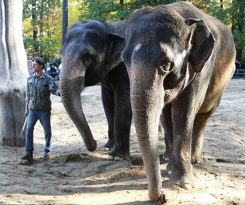 Chov slonů slaví v liberecké ZOO přesně na den 50 let. Indické bengálské slonice Rání a Gaudí jsou v ZOO od roku 1967. Rání je 45 a Gaudí 44 let. Jejich ošetřovatelé Aleš Doležal a Václav Aschenberger je cvičí, aby byly poslušné například při ošetření.