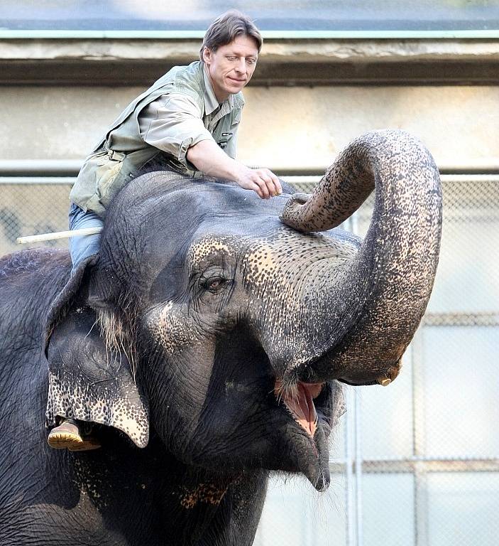 Chov slonů slaví v liberecké ZOO přesně na den 50 let. Indické bengálské slonice Rání a Gaudí jsou v ZOO od roku 1967. Rání je 45 a Gaudí 44 let. Jejich ošetřovatelé Aleš Doležal a Václav Aschenberger je cvičí, aby byly poslušné například při ošetření.