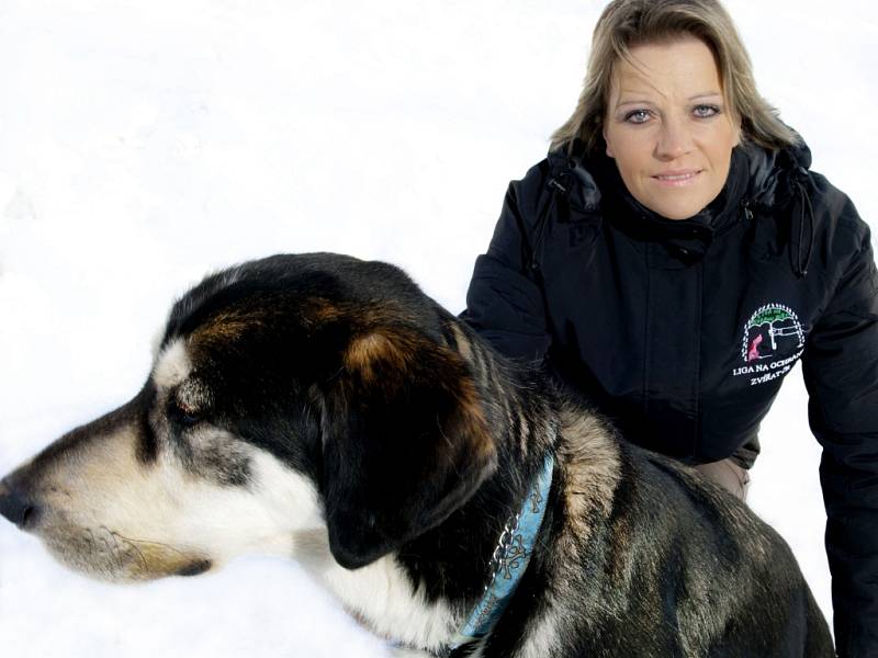 HORÁC je velký krásný pes, zřejmě kříženec malamuta nebo husky. Je to původem nalezenec, který zůstal u rodiny z Jablonce. Je ale dost temperamentní, nikdo z rodiny na něj nestačil a neměl potřebný čas na výchovu. Horác skončil v útulku. Začal totiž utíka