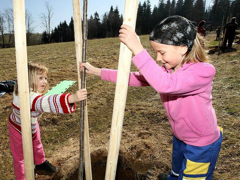 Tři druhy třešňových stromů vysázeli v sobotu děti a jejich rodiče na cestě z Nové Vsi nad Nisou na Černou Studnici. 