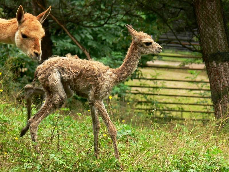 V liberecké ZOO se v úterý 22. července krátce po poledni narodila vzácná lama vikuňa 