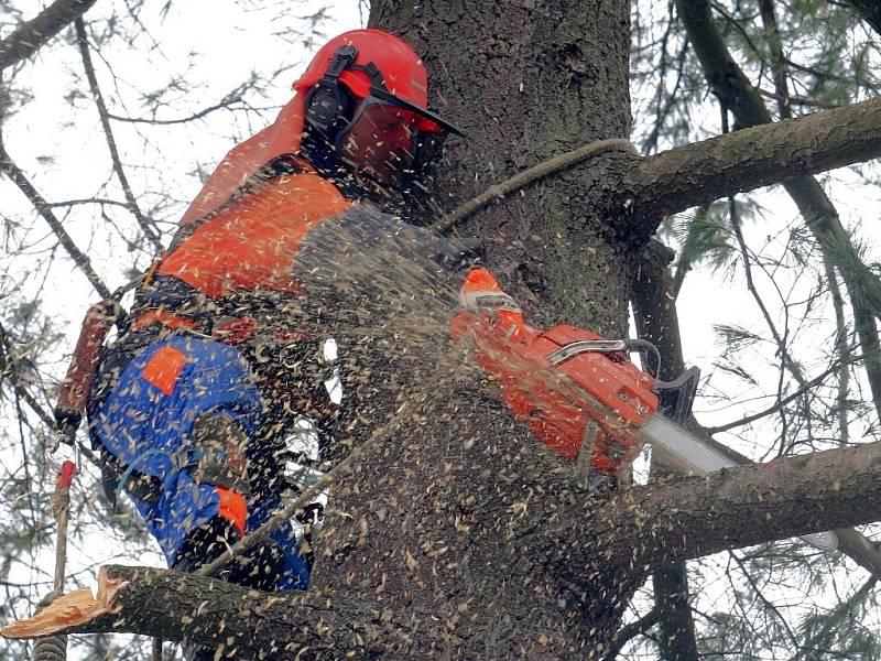 Dominanta bezprostředního okolí kostela sv. Anny zmizela. Dvě vzrostlé borovice, které dokreslovaly kolorit místa, skončí v kamnech. Zima roku 2007 je velmi poznamenala, hrozilo nebezpečí pádu silných větví a odumírání stromů.