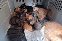 Ze zdevastovaného bytu v Jablonci osvobodili 29 koček