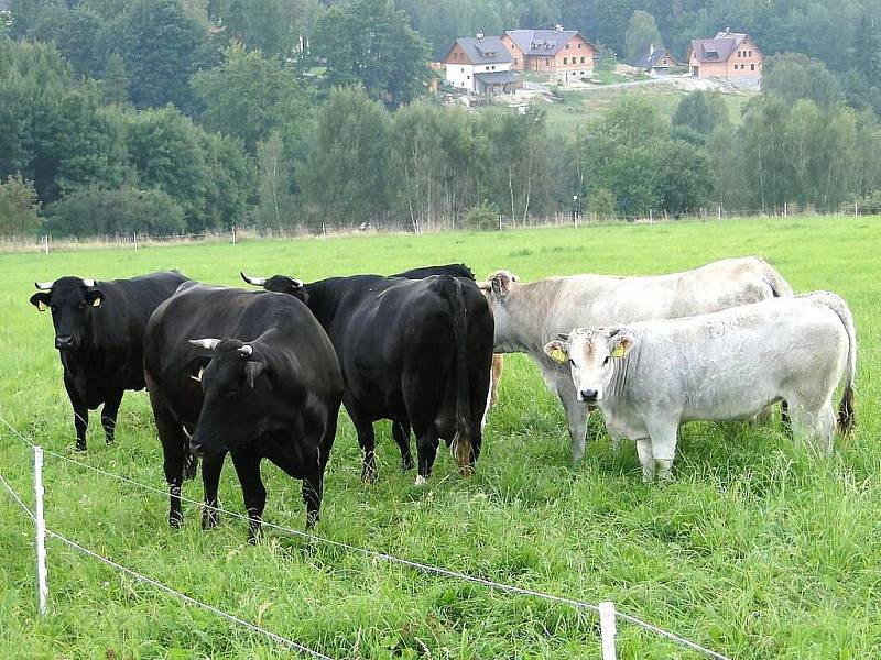 Podzimní psí putování Po stopách Dášenky na Bramberk.