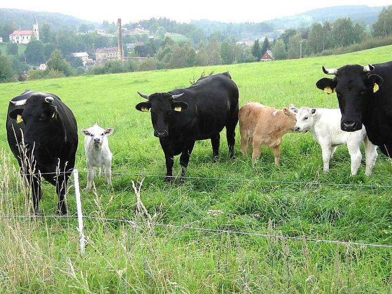 Podzimní psí putování Po stopách Dášenky na Bramberk.