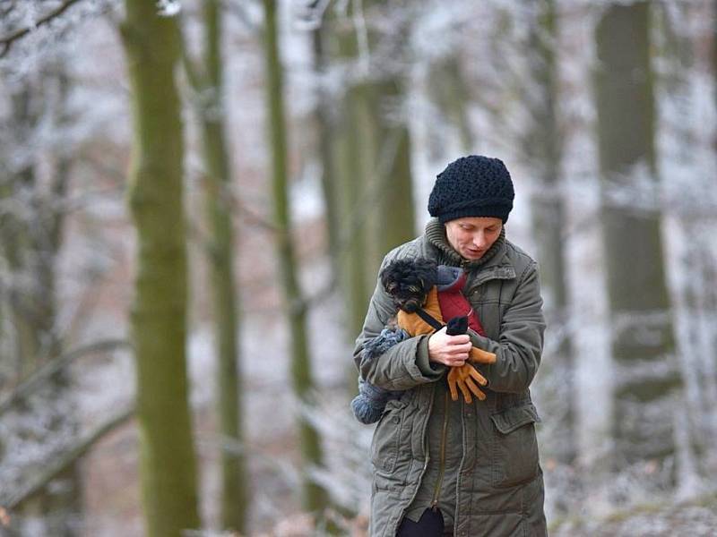 BUŘTÍKY NA DĚVÍNĚ. Zhruba 250 uzenin a adekvátní počet krajíců chleba připravili na Obecním úřadě v Hamru na Jezeře na Silvestrovský pochod. Nezapomněli ani na erární hořčici. 