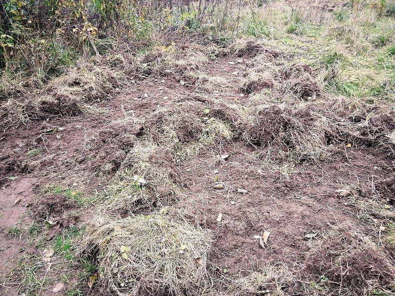 Devastace trávníků mezi bytovými domy na Proseči.