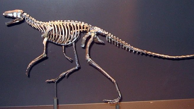  Dinosauří mláďata patrně neměla šupiny, ale peříčka. Měla je chránit před zimou