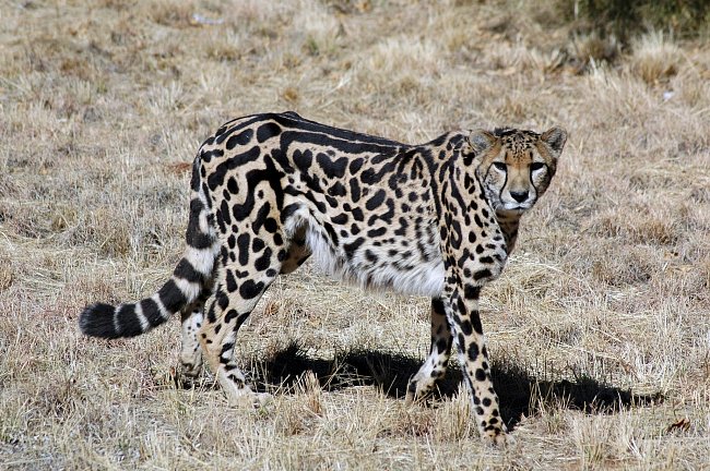 Gepardi královští mají místo malých černých teček kresbu tvořenou velkými, splývajícími skvrnami a pruhy. Není to jiný druh, ale jdeo barevnou odchylku. 