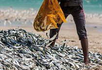 Tisíce sardinek v rybářských sítích