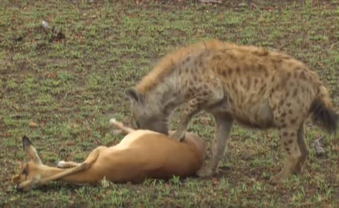 Omráčená gazela vzbudila zájem hyeny.