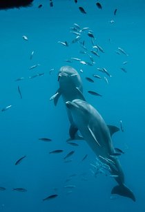 Tom a Misha plavou ve své ponorné kleci nedaleko pobřeží Egejského moře. Delfíni žijící v zajetí si tak zvykli žrát z rukou cvičitelů mrtvé ryby, že živou kořist nepovažují za potravu. Dříve než budou vypuštěni na svobodu, musí se znovu naučit lovit. 