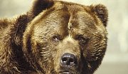Nejhorší lidožrouti v dějinách: Medvěd Kesagake vyvraždil vesnici