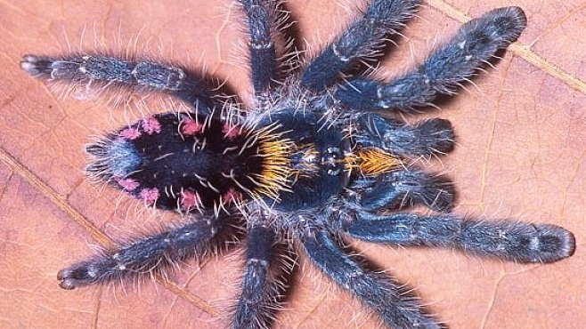 OBRAZEM: Duhově zbarvení pavouci z Brazílie. Objevili je teprve nedávno