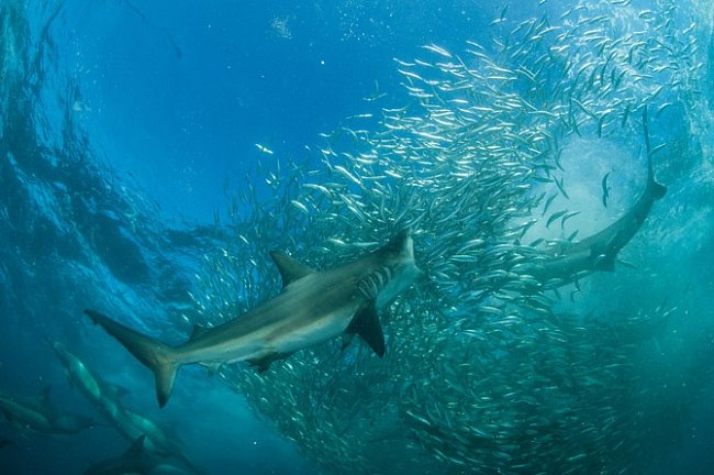 Velryby, delfíni, mořští ptáci a žraloci – jako tito žraloci mědění – následují každoroční tah sardinek na severovýchod podél pobřeží Indického oceánu. Tah je připomínkou bývalé hojnosti oceánů – a výzvou k tomu, abychom začali jednat v zájmu moří.