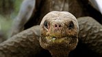 Osamělý George z Galapág zemřel. Vzácný želví samec se dožil 100 let