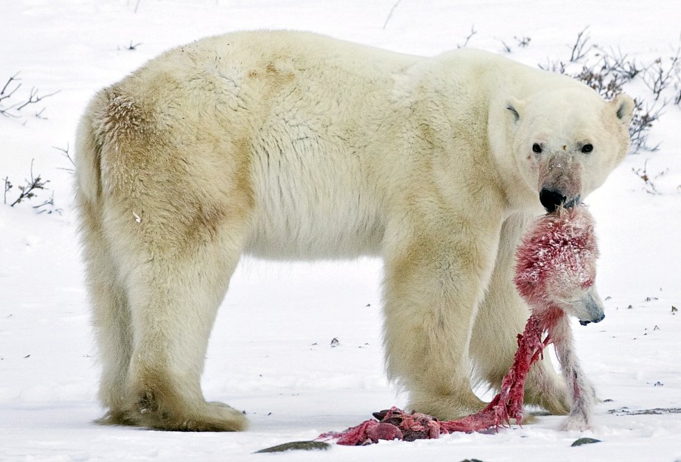 Medvěd kanibal